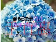 商標(biāo)注冊需要注意的一些事項(xiàng)?定義是什么?